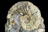Iridescent Hoploscaphites Ammonite - South Dakota #110568-1